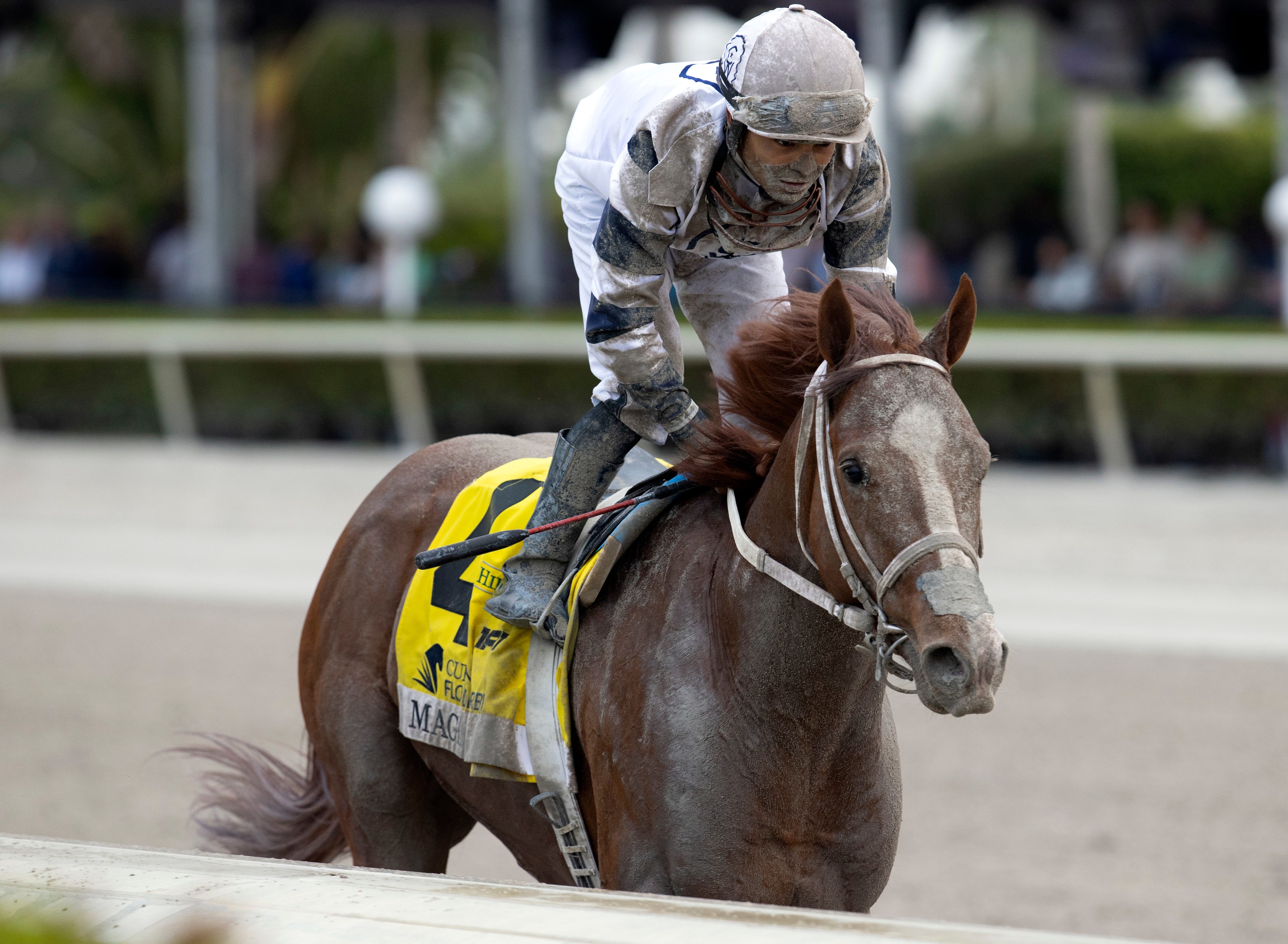 Kentucky Derby Horse Profile Mage The Inside Post